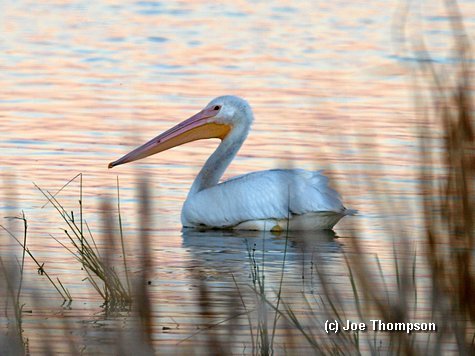 Pelicans